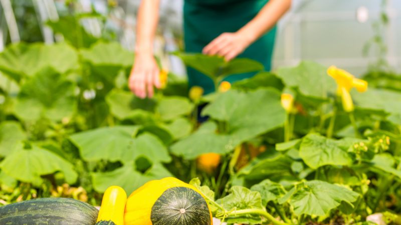 agrivoltaisme bretagne